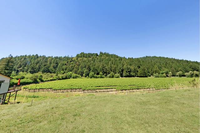 Vineyard views