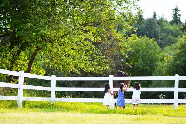Horse pasture