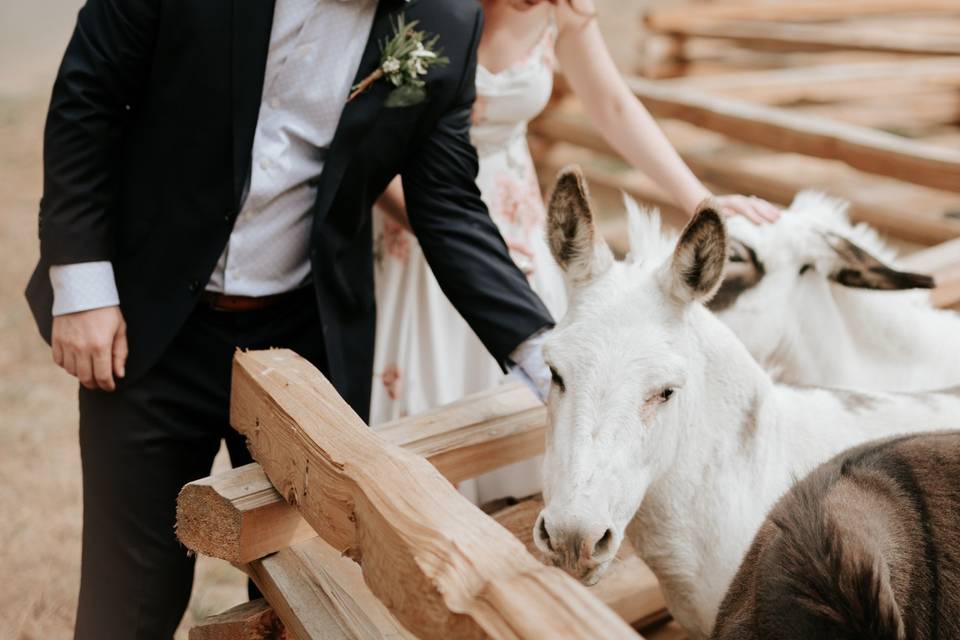 Couple petting donkeys