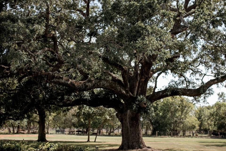 Ceremony site