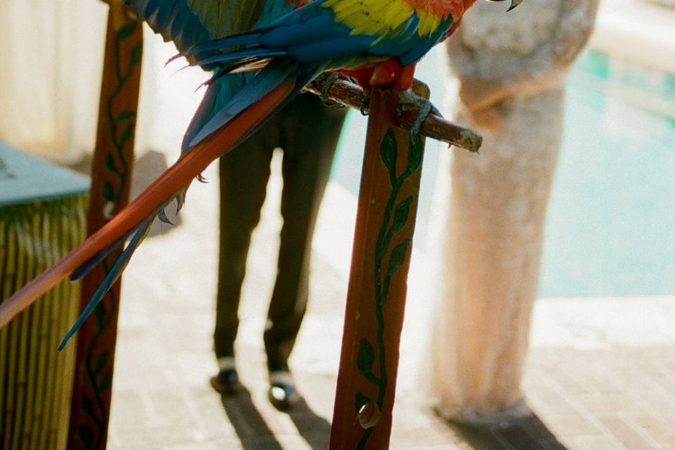 Cocktail hour with birds