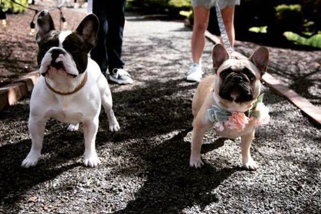 Furry Companions