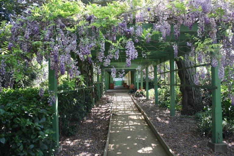 Wisteria Arbor Blooms in May