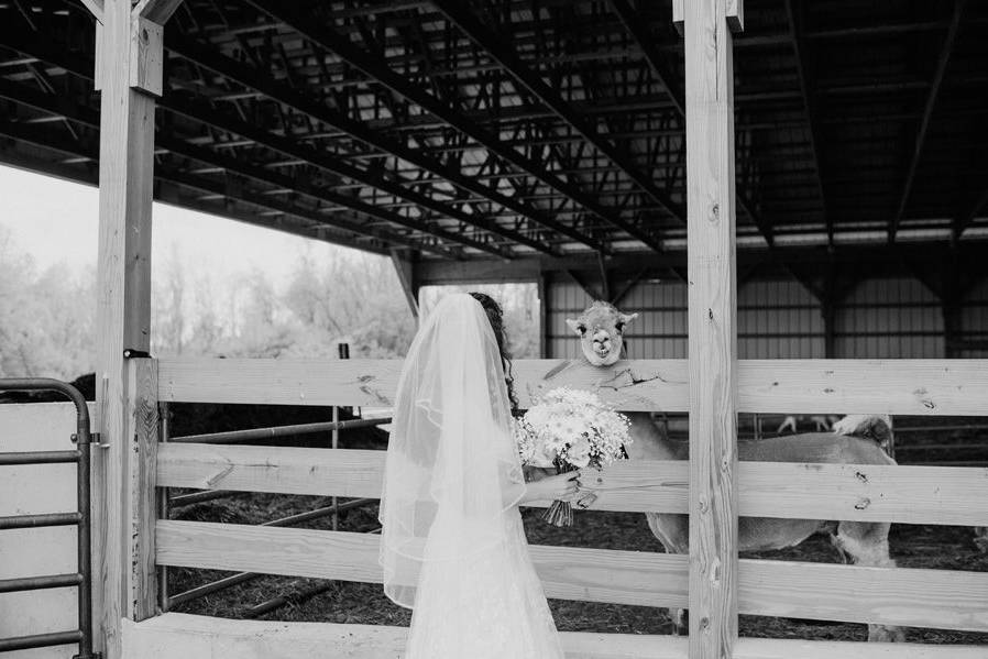 A bride & her alpaca