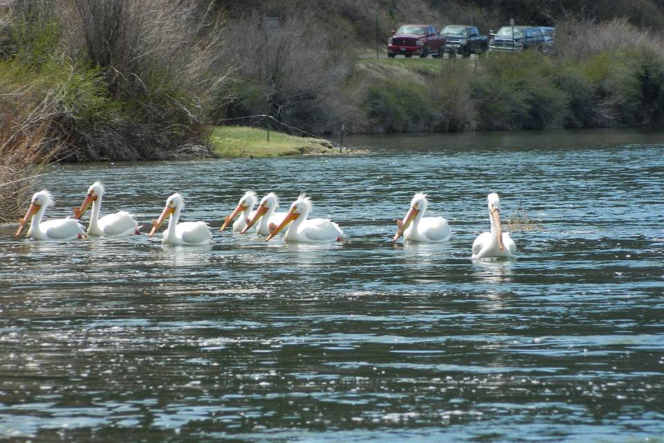 SterlingRanchCo