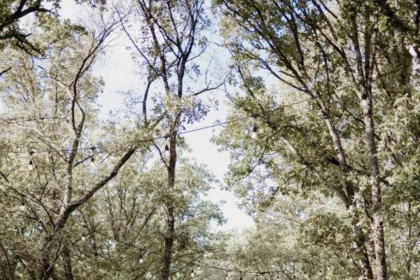 Outdoor ceremony site