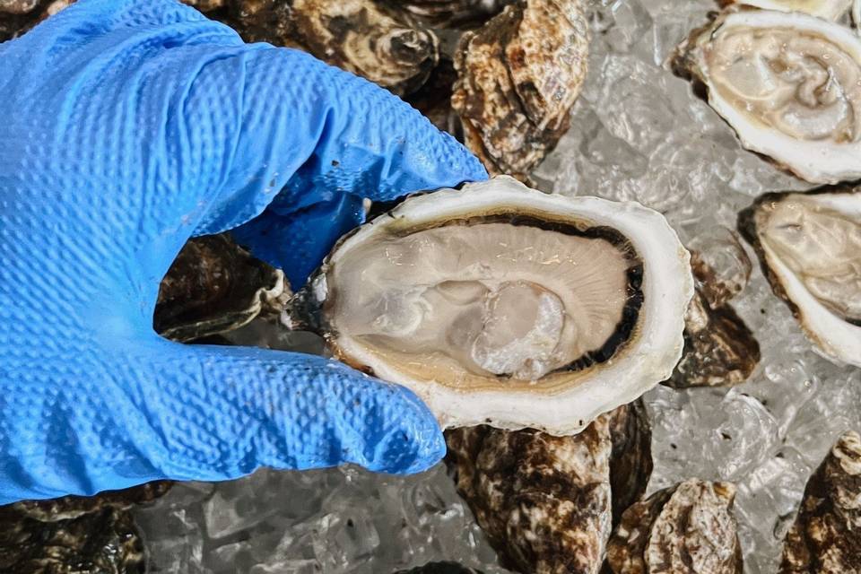 Hand holding oyster