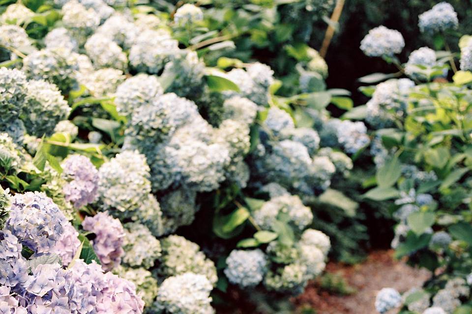 Hydrangeas in August