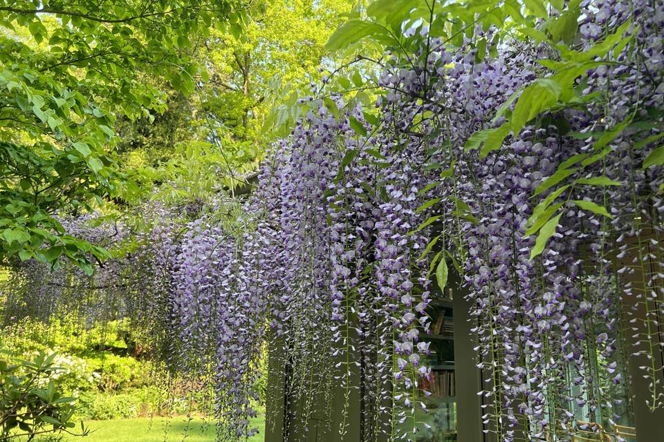 Wisteria