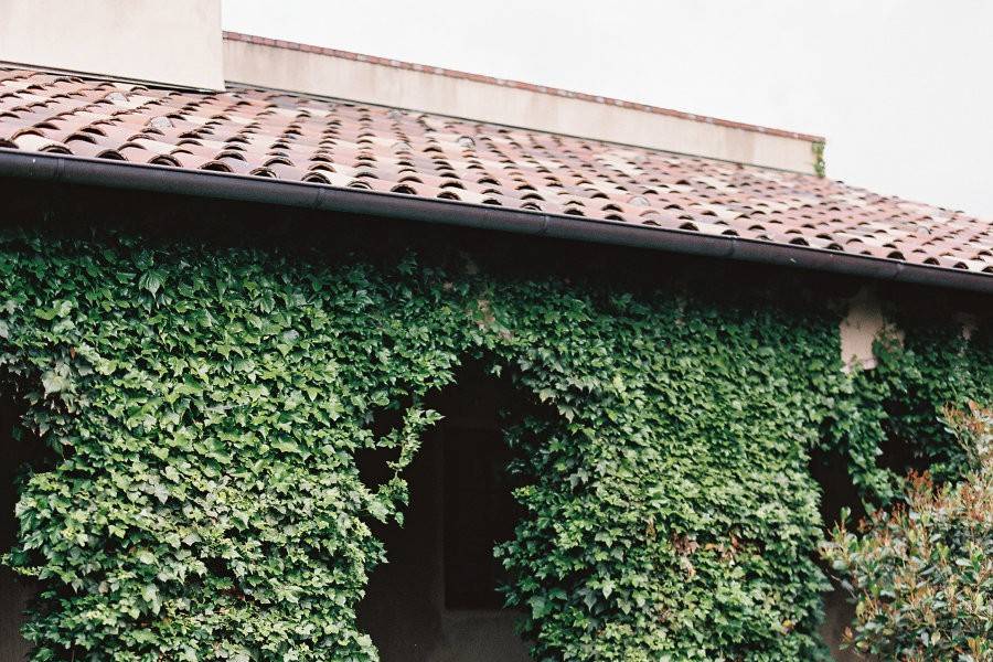 Ivy on arches at golf club