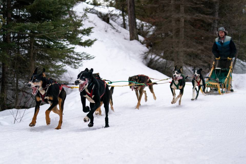 Dog Sledding Adventure