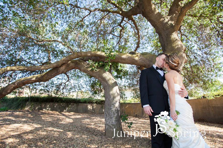 Juniper Spring Photography