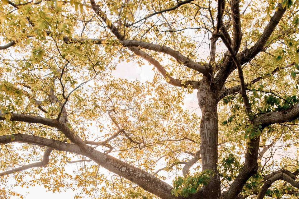 Engagement at Cornell Garden