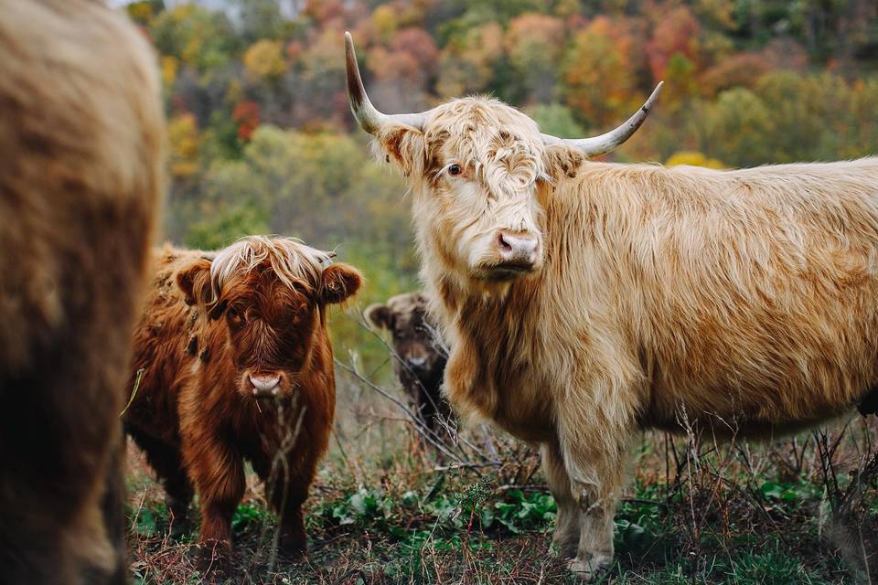 The venue's highland cattle