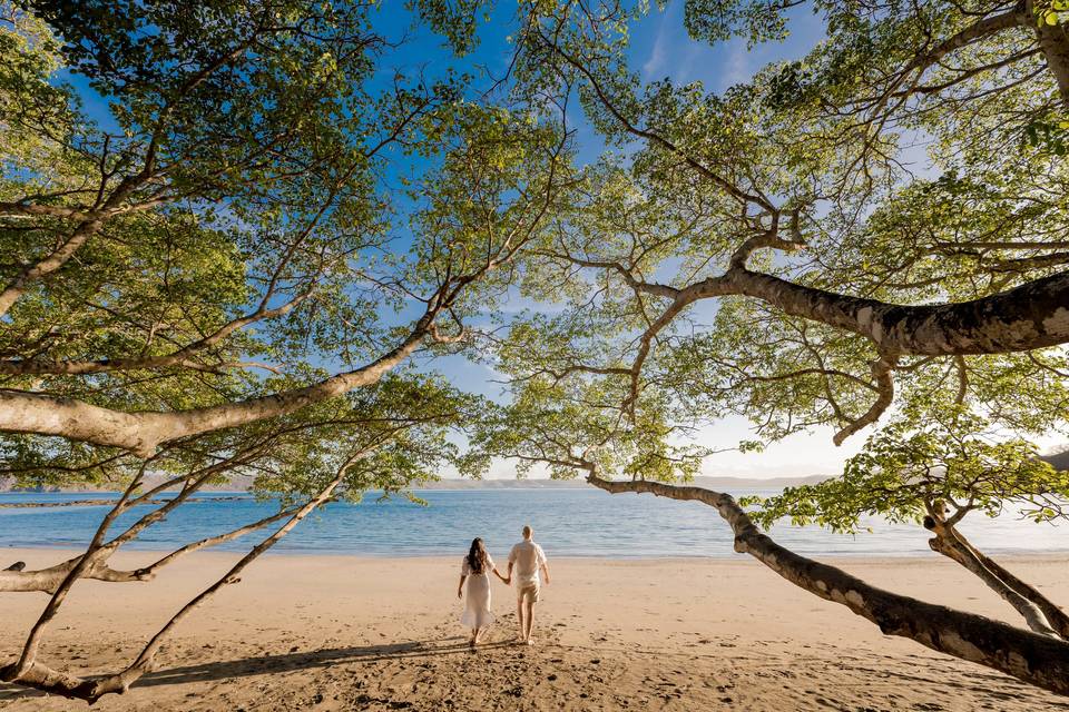 Beach Forest