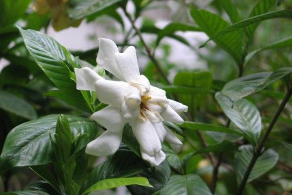 Gardenia, a traditional and very fragrant flower for southern weddings.