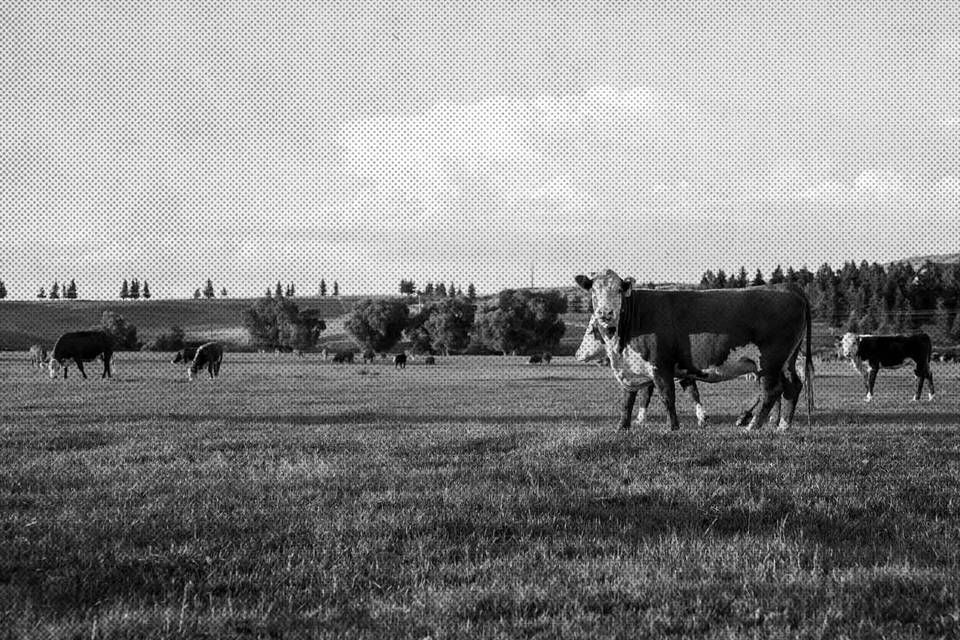 Wyoming Hereford Ranch