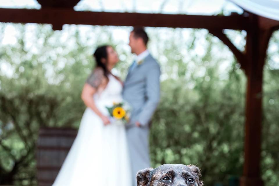 Pet Friendly Ring Bearer