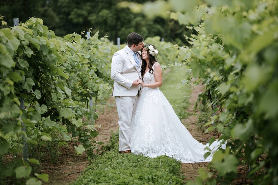 Summertime Vineyard