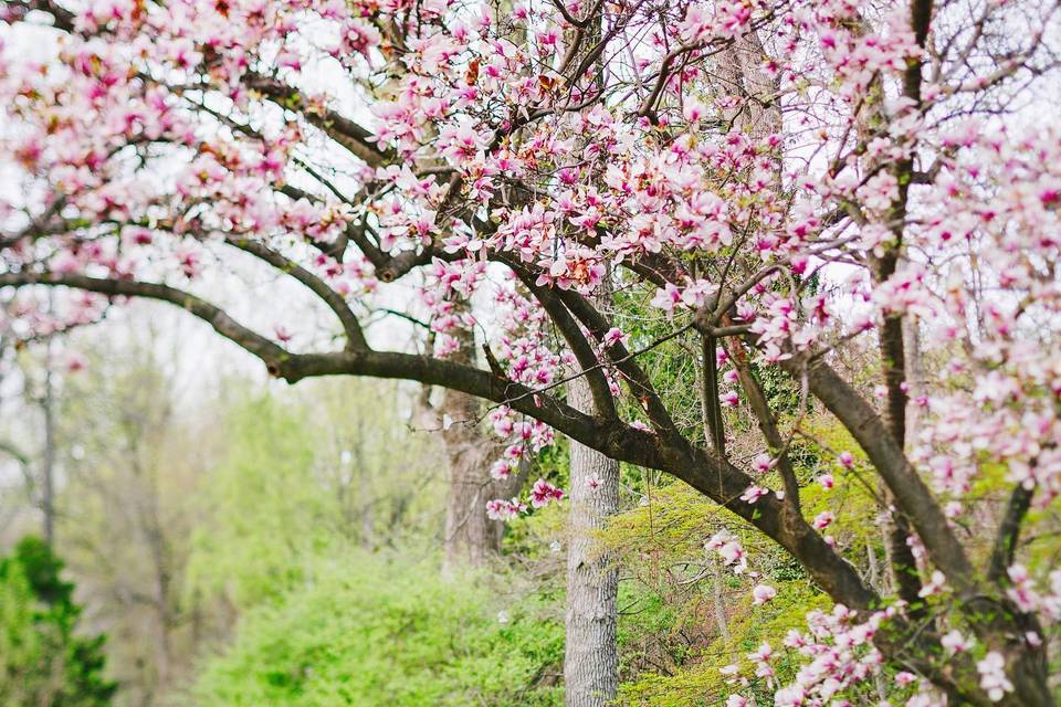 Magnolia Tree