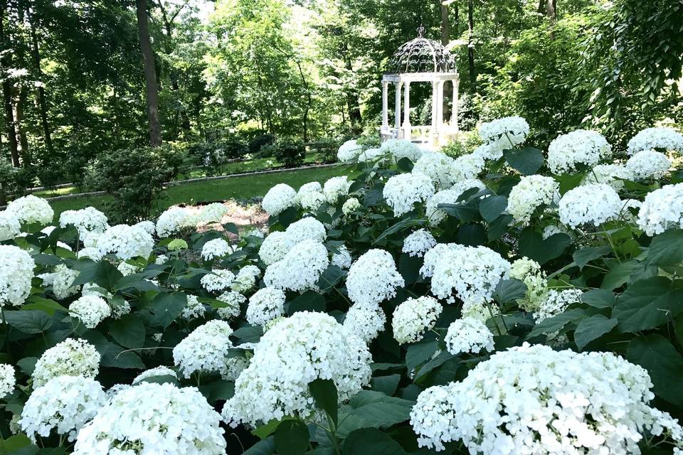 June hydrangeas