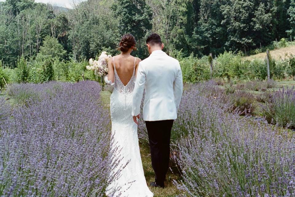 Lavender Field