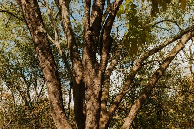 Fall Elopement