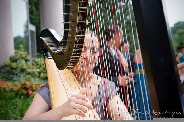 The pretty harpist