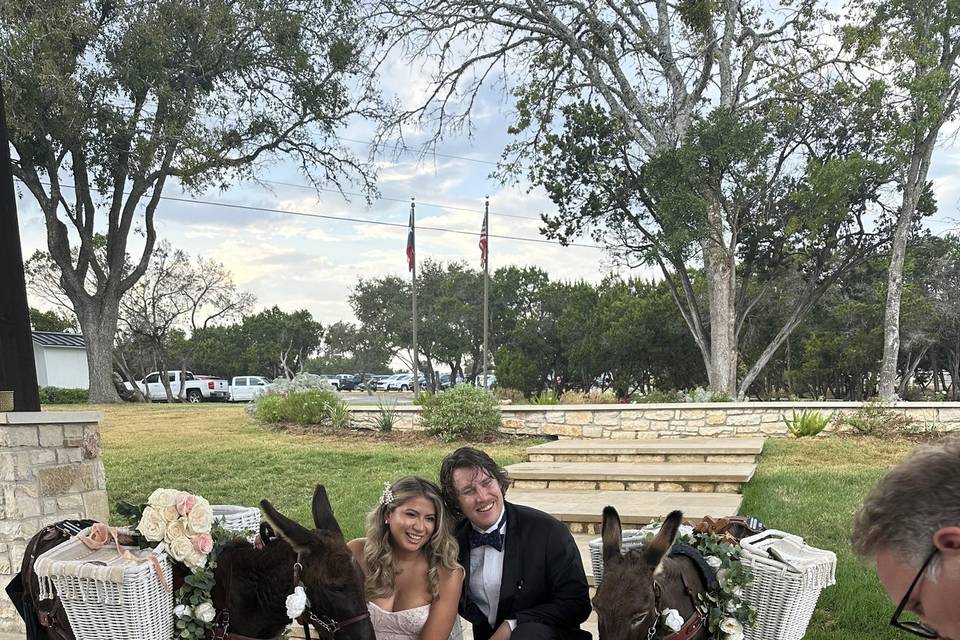 Donkeys