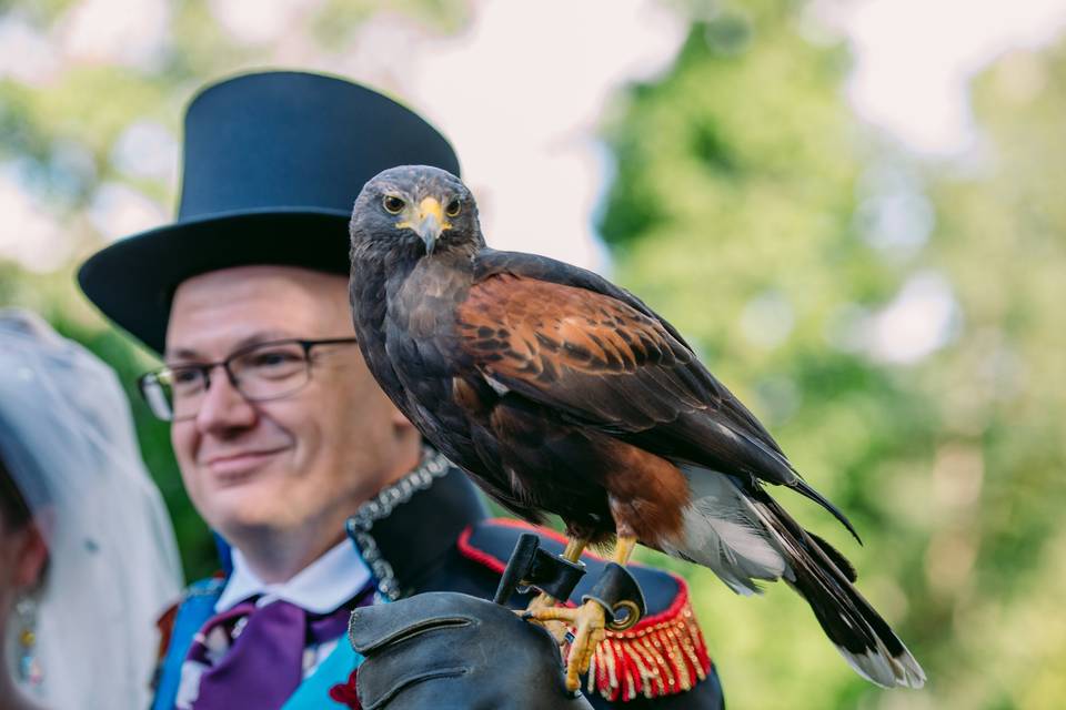 Hawk delivering the ring