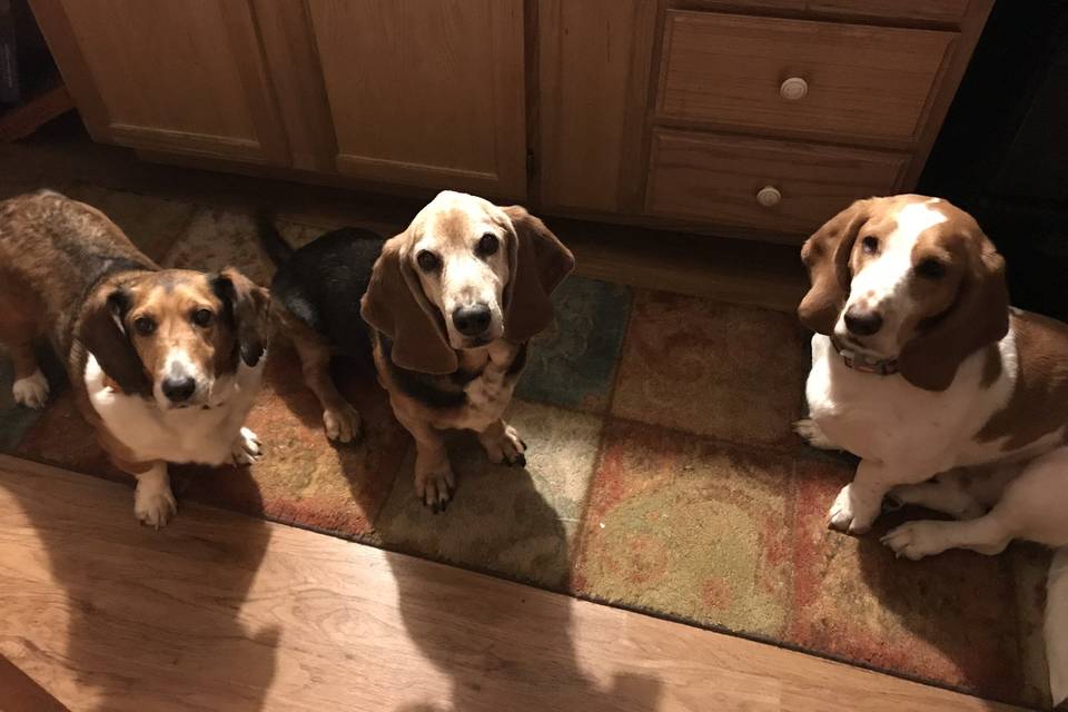 Winston, Lady, & Harlee