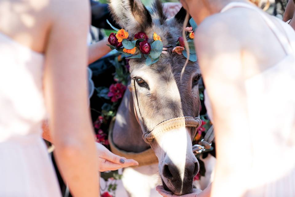 Donkey Closeup  - PC Kelsie Pinkerton