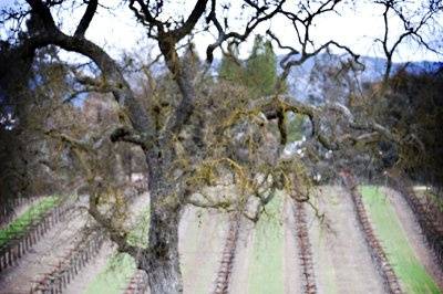 At the Robert Hall Vineyard, Paso Robles California