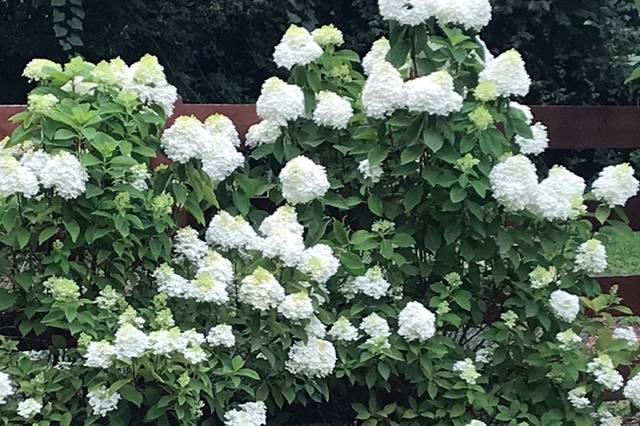 Hydrangeas