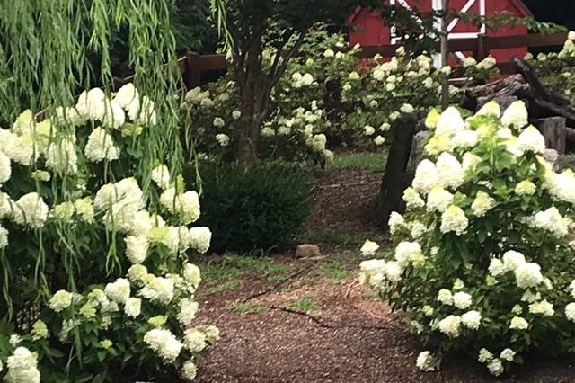 Hydrangeas