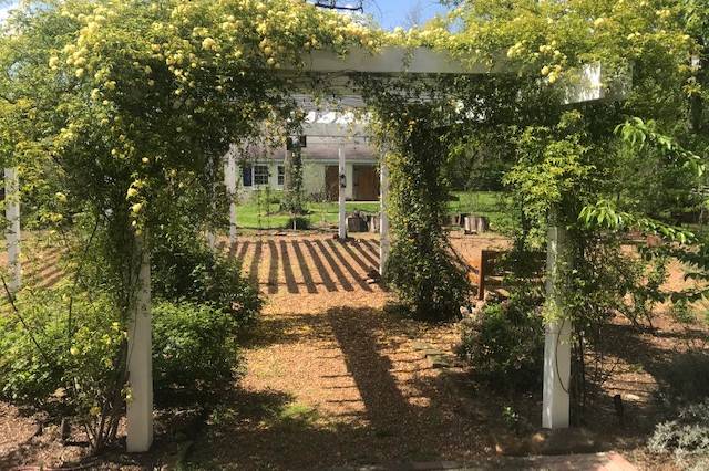 Side pergola with yellow roses
