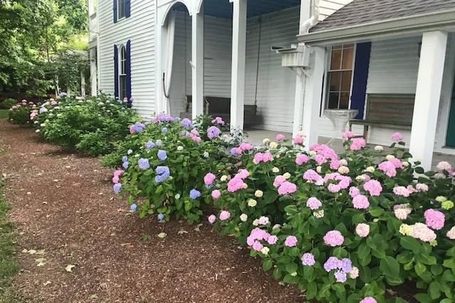 Hydrangeas on side porch