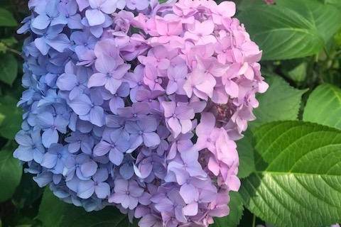 Hydrangea