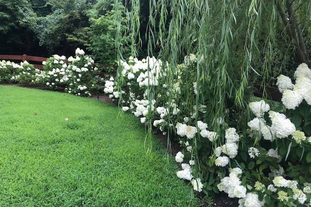 Hydrangeas