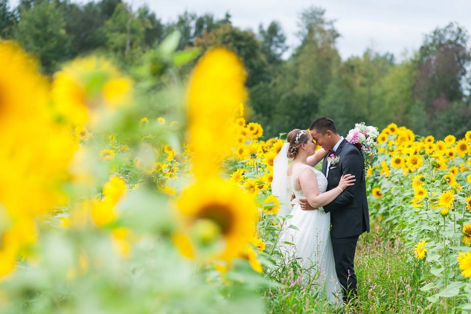 Sunflower garden