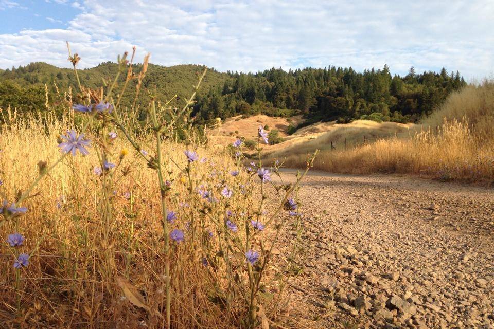 Mendocino Magic