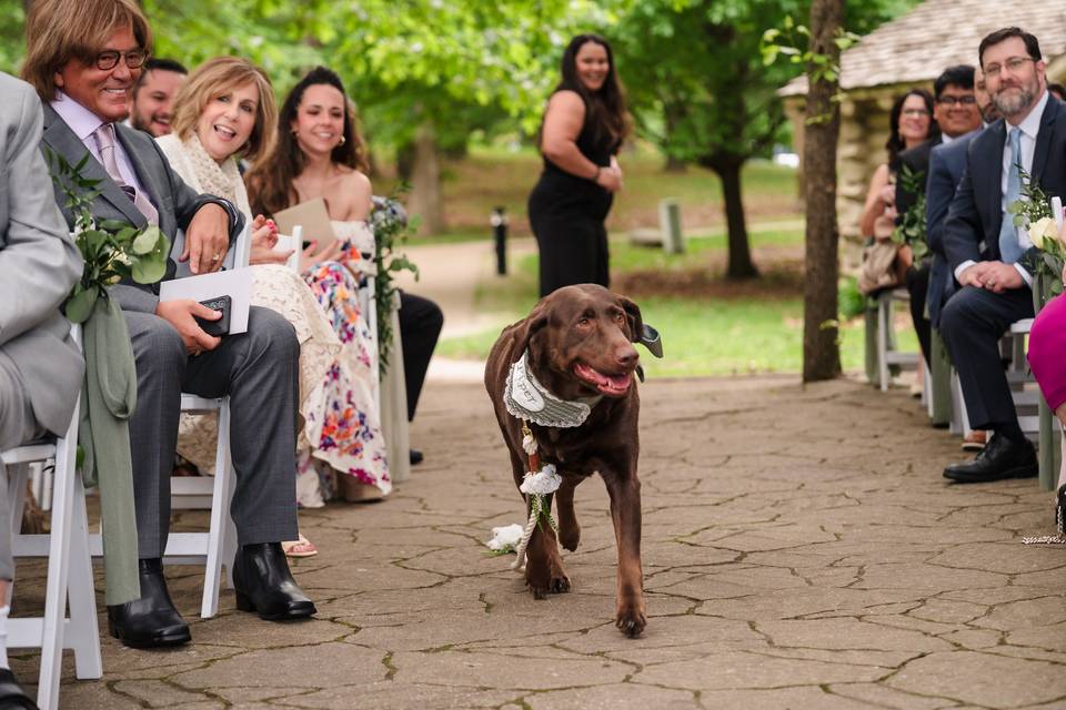 Flower Girl/Dog