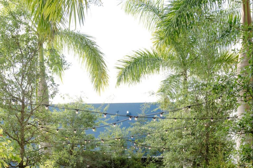 Swaying palms