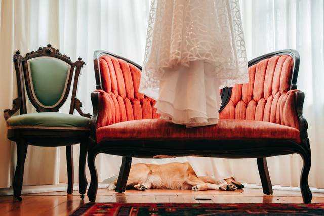 Pre-Wedding Pup Nap