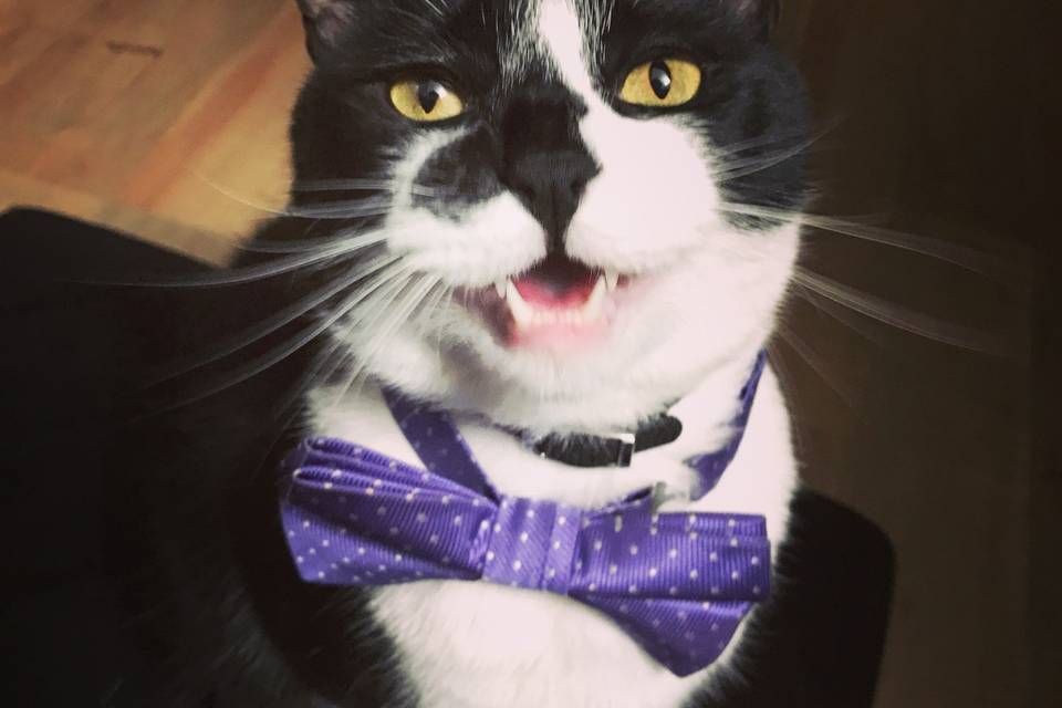 Furbabies can celebrate too!