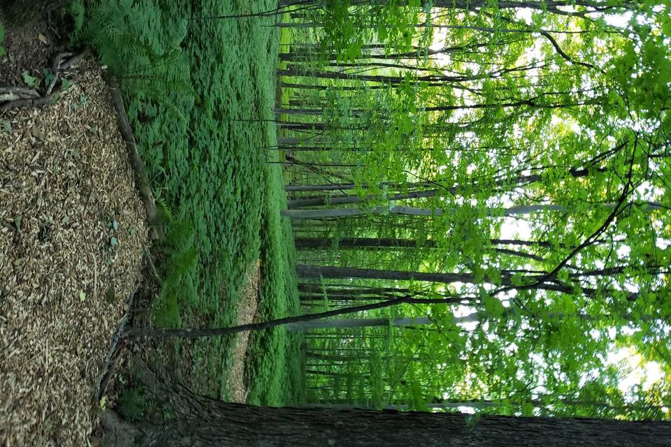 Hidden Woods Trail