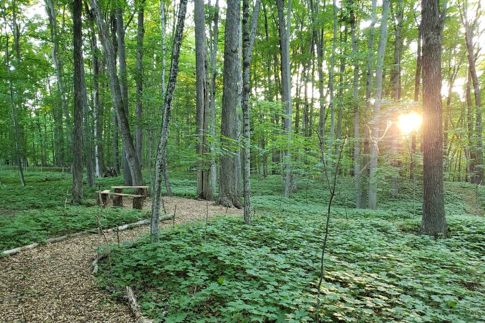 Hidden Woods Wedding Circle