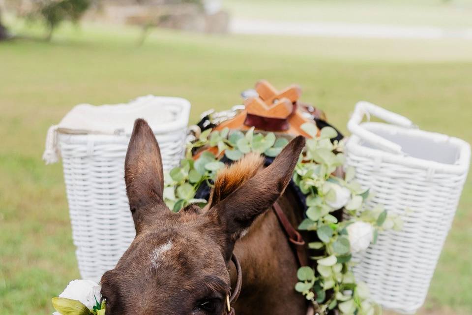 Ranch wedding and lodge