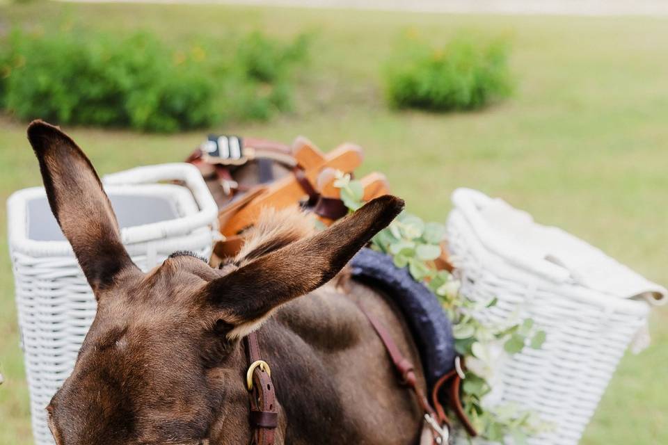 Ranch and lodge wedding