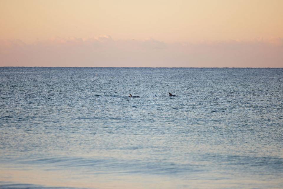 Dolphins in attendance